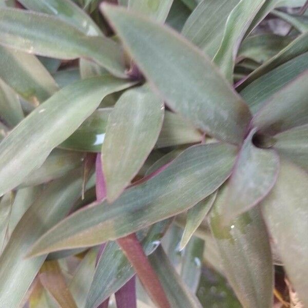 Tradescantia spathacea Blatt