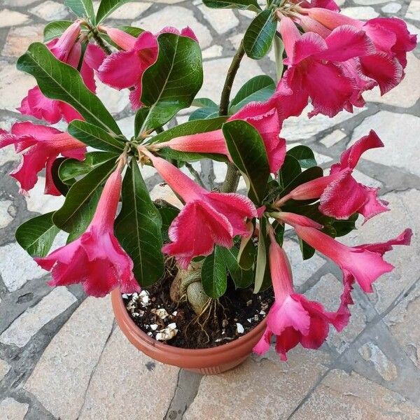 Adenium multiflorum Цвят