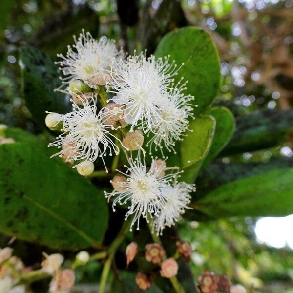 Pimenta racemosa Blomst