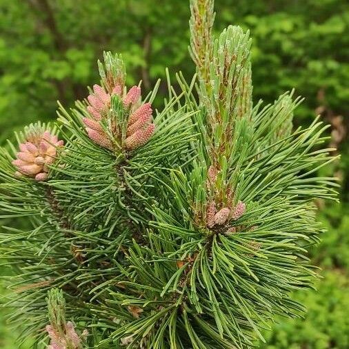 Pinus sylvestris ശീലം