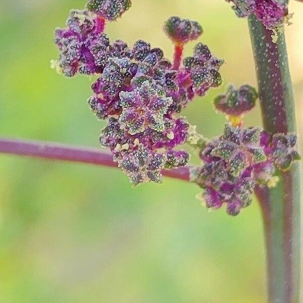 Chenopodium quinoa Λουλούδι