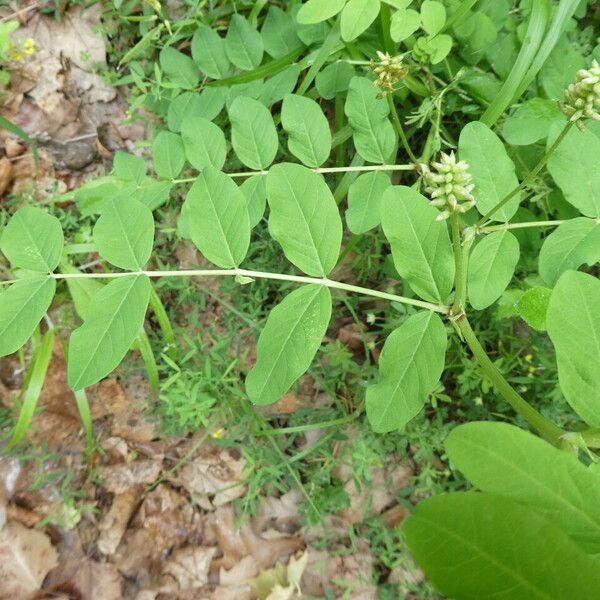 Astragalus glycyphyllos 葉