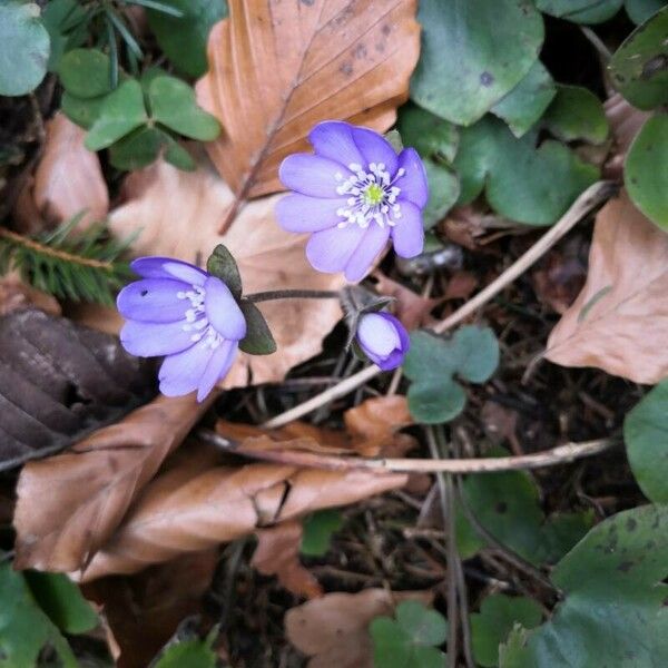 Hepatica nobilis Kukka