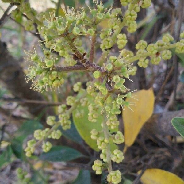 Schefflera arboricola Flower