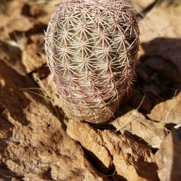 Echinocereus pectinatus Levél