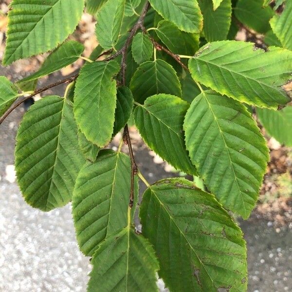 Carpinus caroliniana ഇല