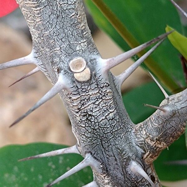 Euphorbia milii Bark