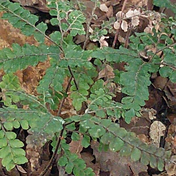 Adiantum hispidulum Feuille