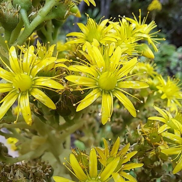 Aeonium undulatum Цветок