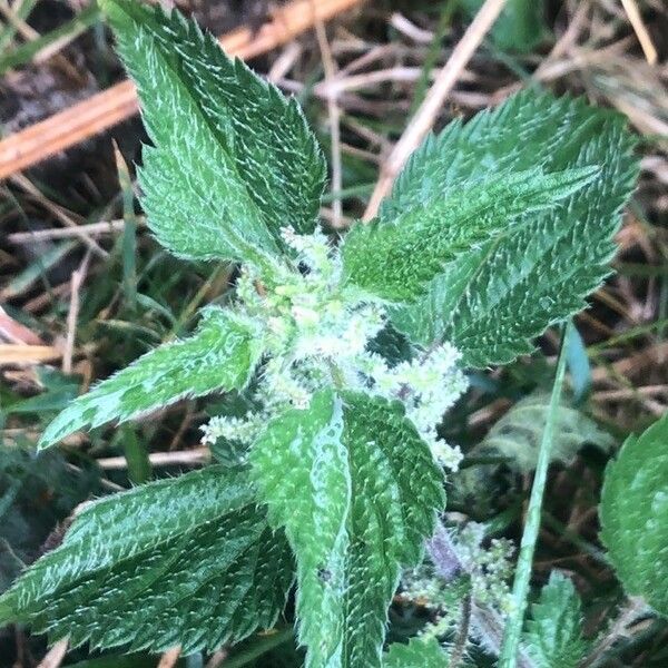 Urtica membranacea Λουλούδι