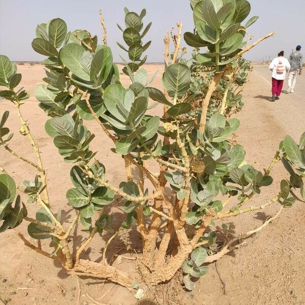 Calotropis procera 葉