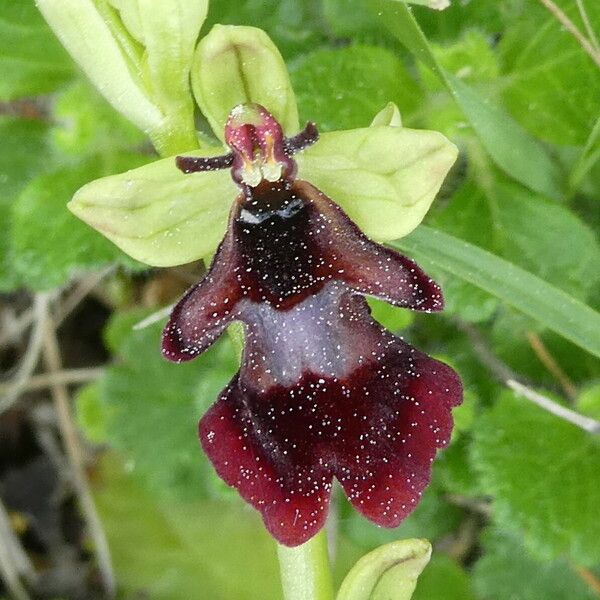 Ophrys insectifera Õis