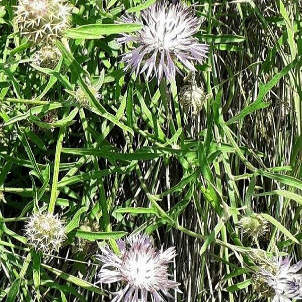 Centaurea aspera Blüte