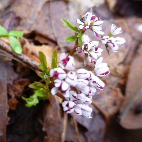 Erigenia bulbosa Flower