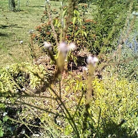 Verbena litoralis Flower