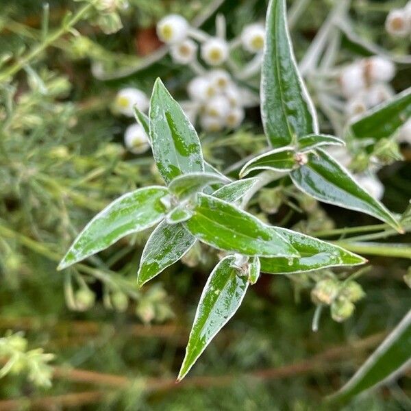 Anaphalis margaritacea Φύλλο