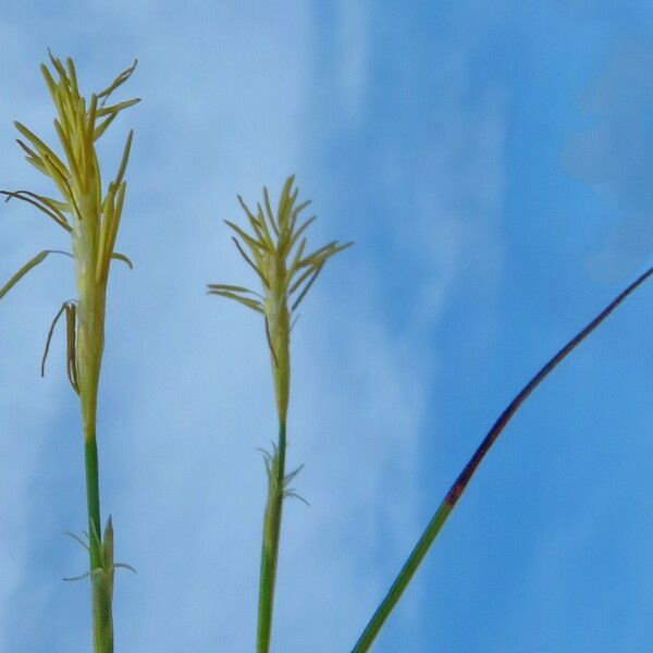 Carex caryophyllea Flor