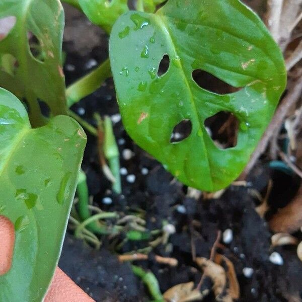 Monstera adansonii Levél