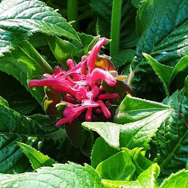 Monarda didyma 花