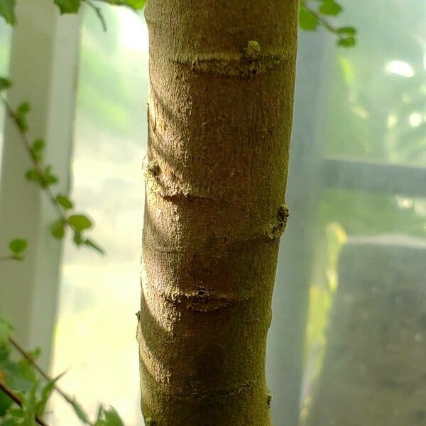 Croton lechleri Bark