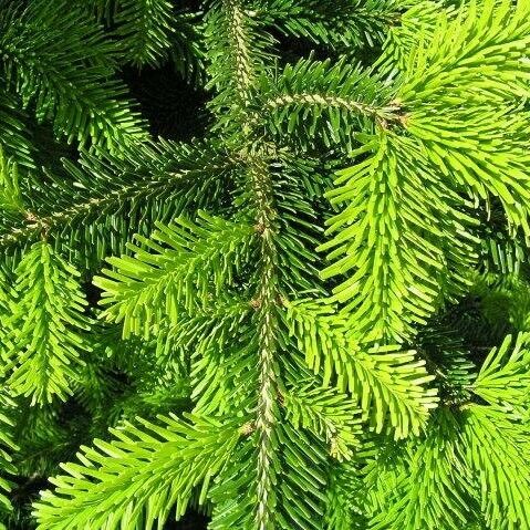 Abies nordmanniana Lapas