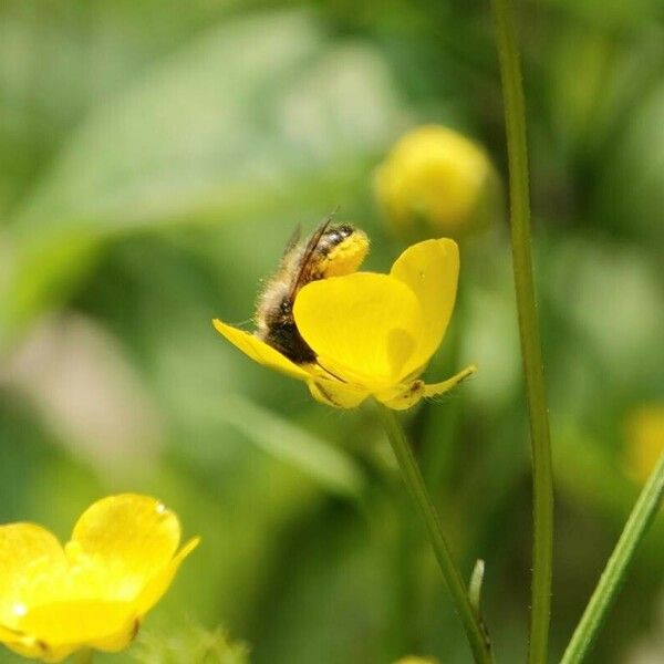 Ranunculus bulbosus Кветка