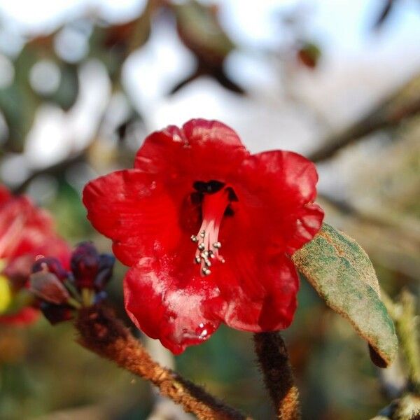 Rhododendron beanianum Květ