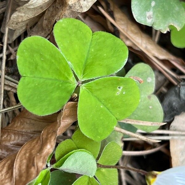 Oxalis acetosella Leaf