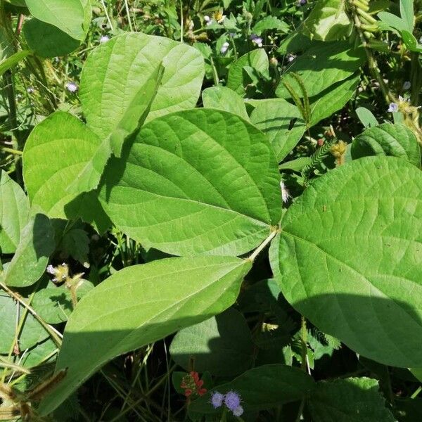 Calopogonium mucunoides Levél