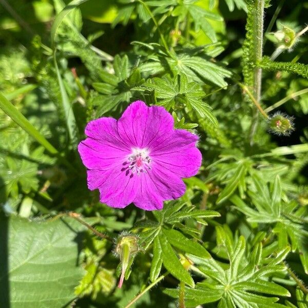 Geranium sanguineum Blüte