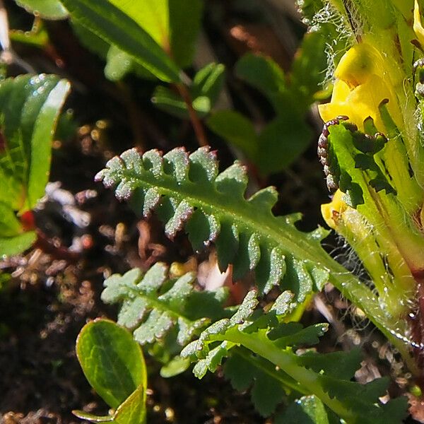 Pedicularis oederi Blad