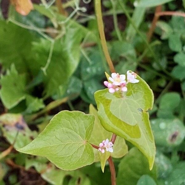 Fagopyrum esculentum Habit