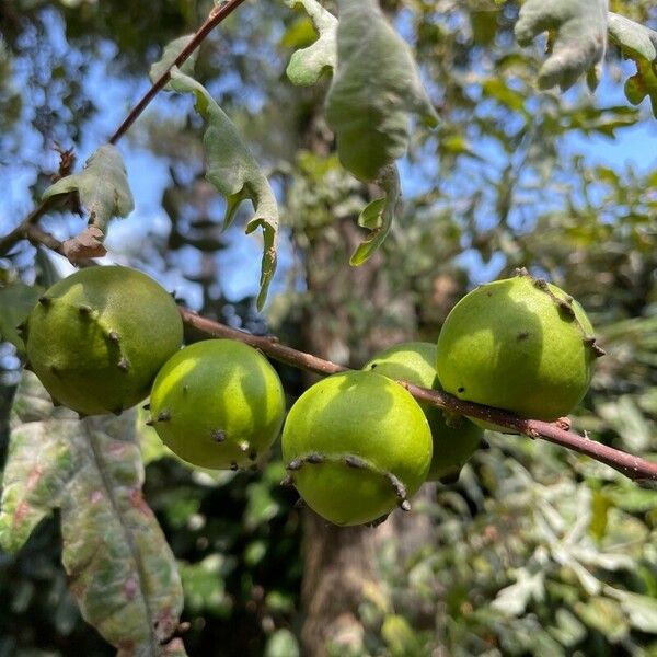 Quercus pyrenaica Plod