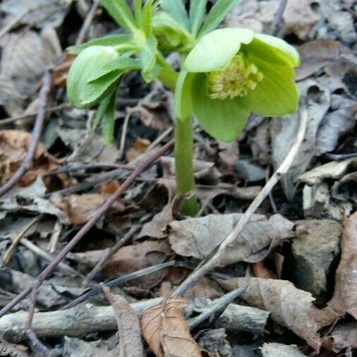 Helleborus viridis Цветок