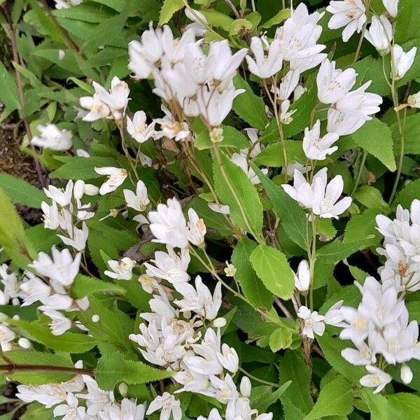 Deutzia crenata Hábito