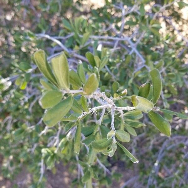 Diospyros texana Leaf