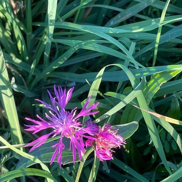 Centaurea napifolia Cvet