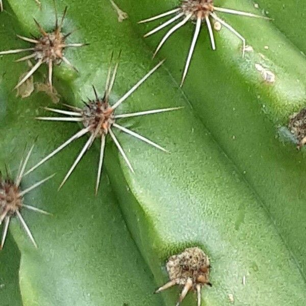 Echinopsis eyriesii Flor