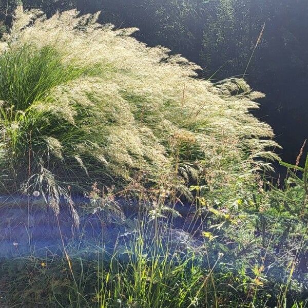 Achnatherum calamagrostis Blodyn