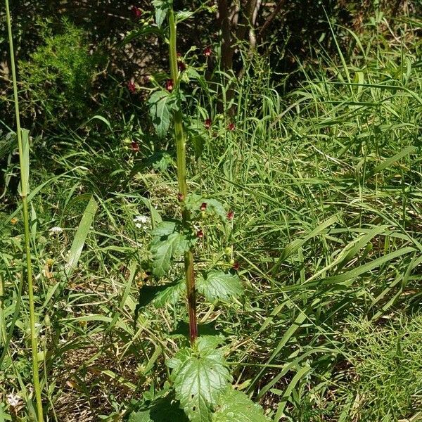 Scrophularia peregrina Habit