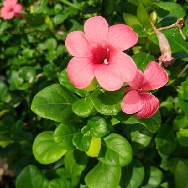 Barleria repens Flower