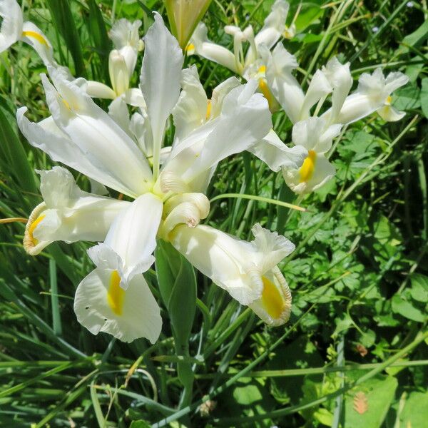 Iris orientalis Floro