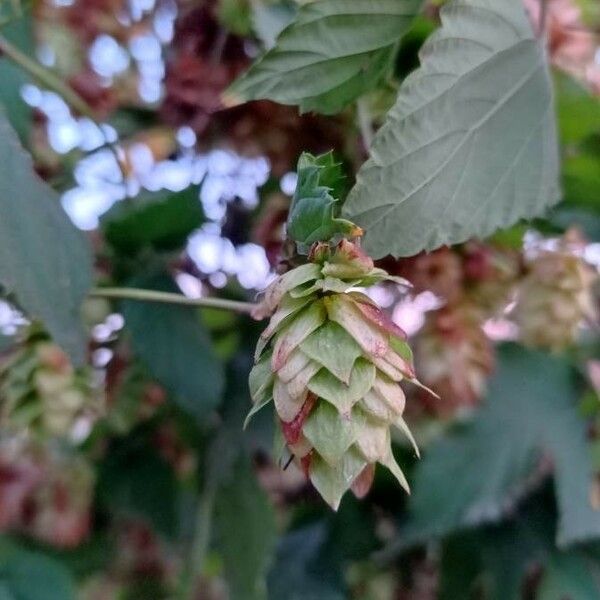 Humulus lupulus Flower