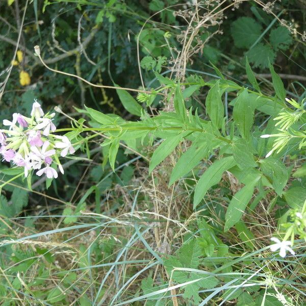 Saponaria officinalis Hábito