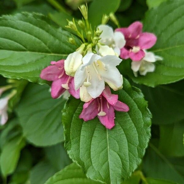 Weigela japonica ফুল