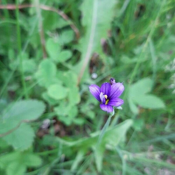 Sisyrinchium angustifolium Blomma