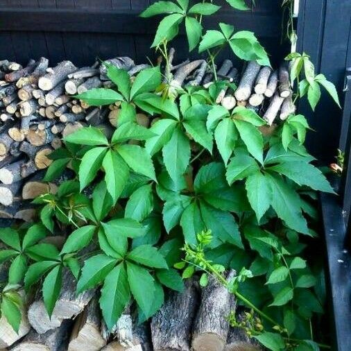 Parthenocissus quinquefolia Leaf