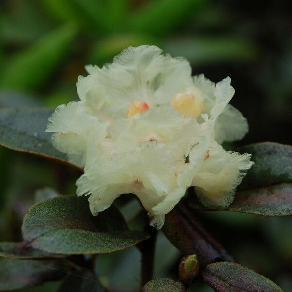 Rhododendron anthopogon Virág