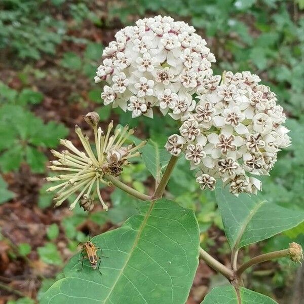 Asclepias variegata Flower