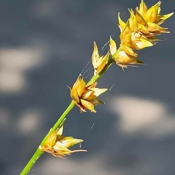 Carex divulsa Virág
